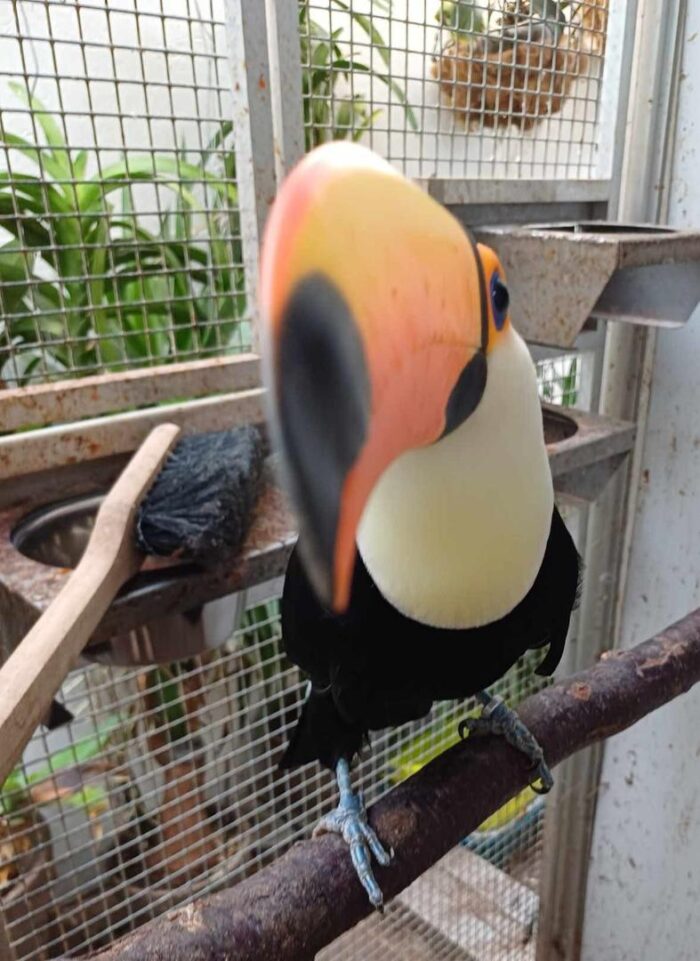 Toucan for Sale