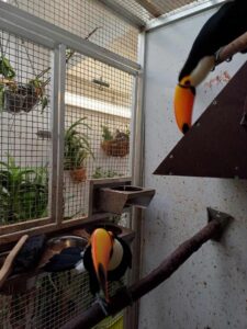 Toucan for Sale