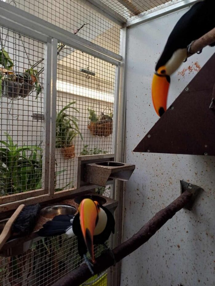 Toucan for Sale