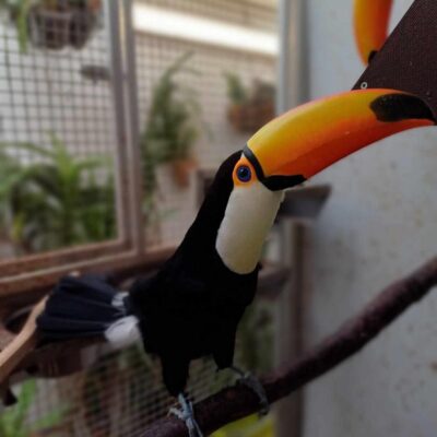 Toucan for Sale