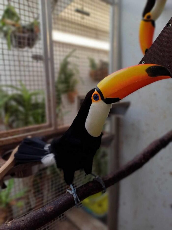 Toucan for Sale