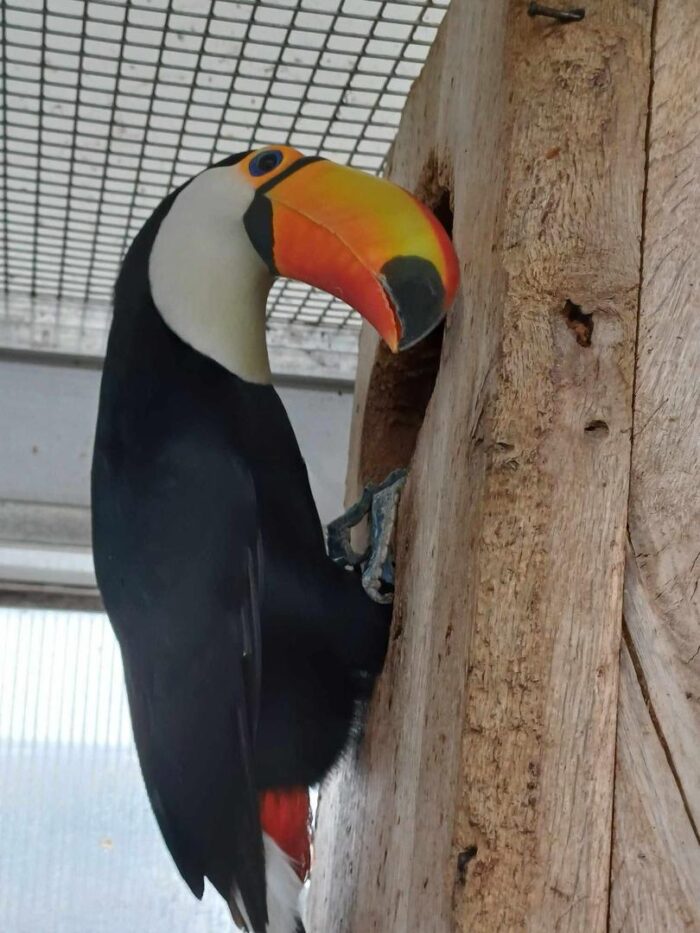 Toucan for Sale