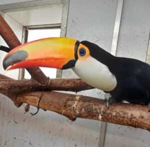 Toucan for Sale