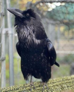 Ravens for sale