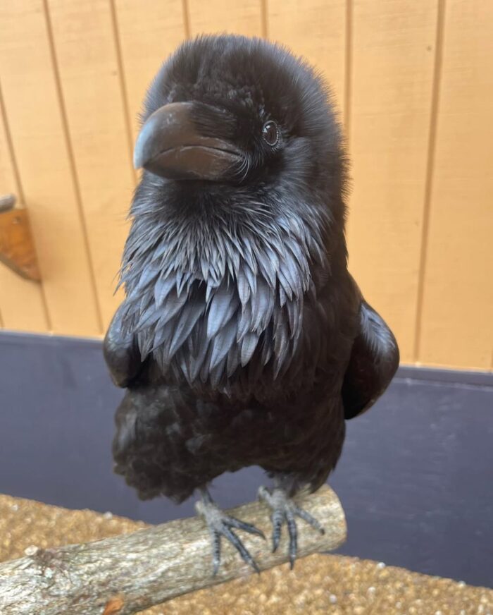 Ravens for sale