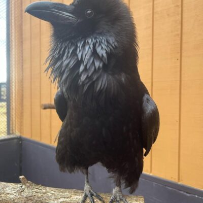 Ravens for sale