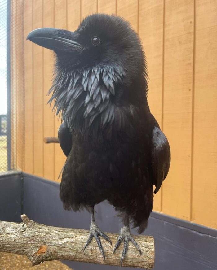 Ravens for sale