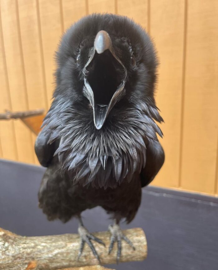 Ravens for sale