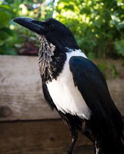 Pied Crows for sale