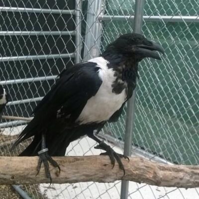 Pied Crows for sale