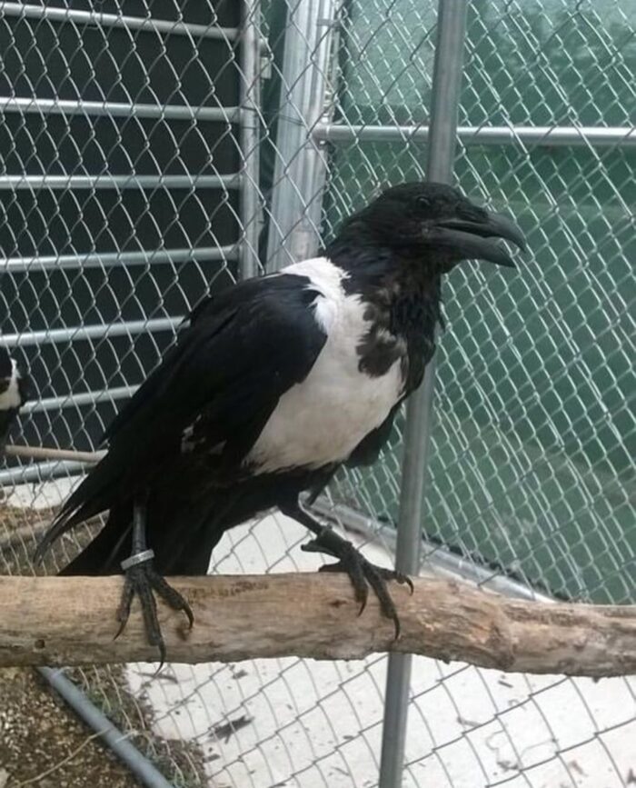 Pied Crows for sale