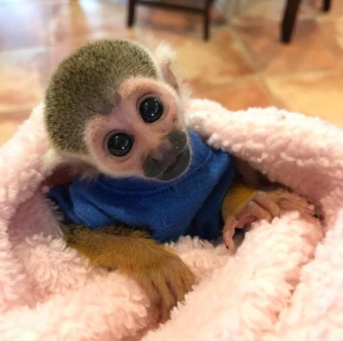 Squirrel Monkey for Sale - Image 3