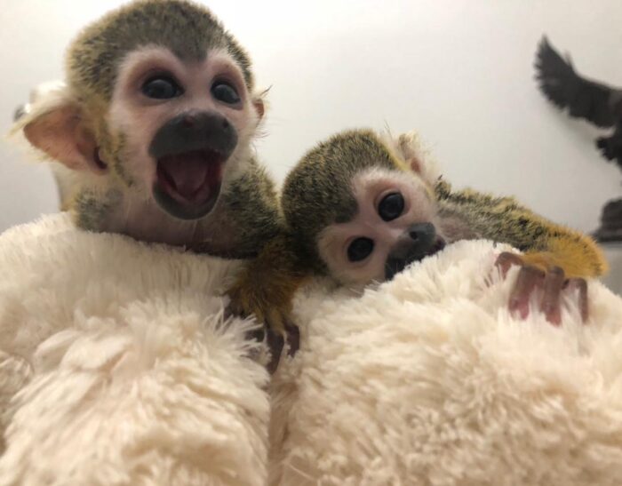 Squirrel Monkey for Sale
