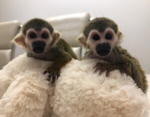 Squirrel Monkeys for sale