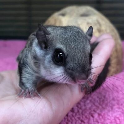 Northern Flying Squirrel For Sale