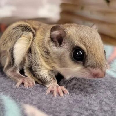 Southern Flying Squirrel for Sale