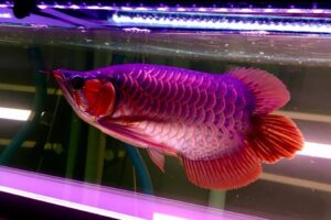 Blue Base Arowana