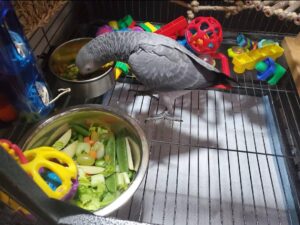 African Gray Parrot for Sale