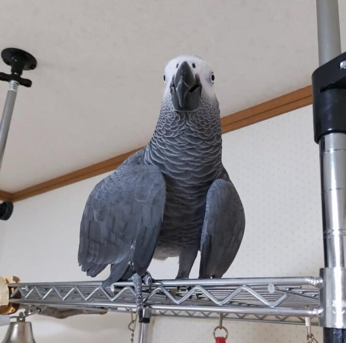 African Gray Parrot for Sale