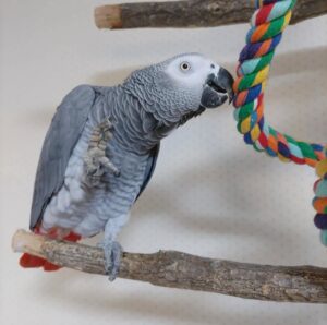 African Gray Parrot for Sale