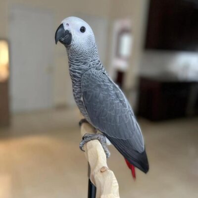 African Gray Parrot for Sale