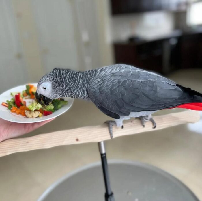 African Gray Parrot for Sale