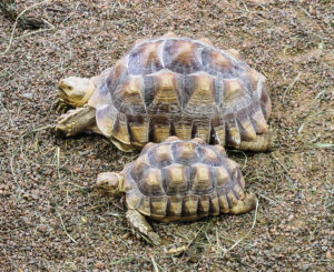 African Spurred Tortoise