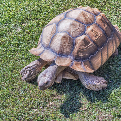 African Spurred Tortoise