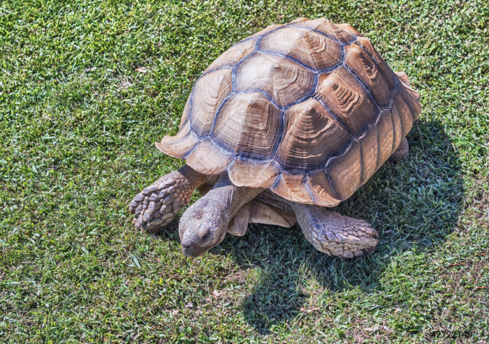 African Spurred Tortoise