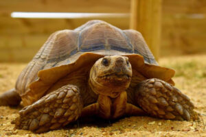 African Spurred Tortoise