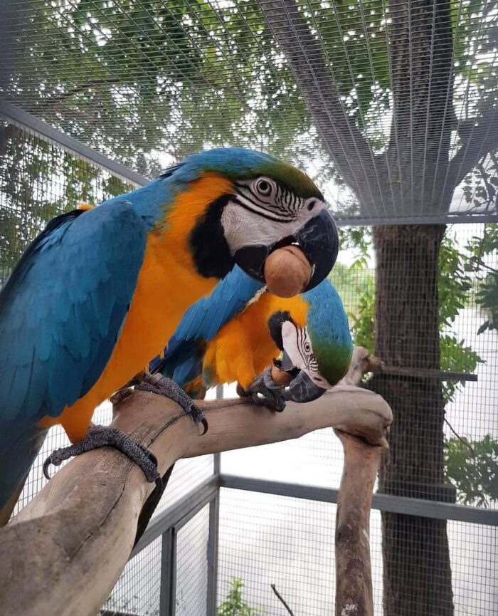 Blue and Gold Macaw