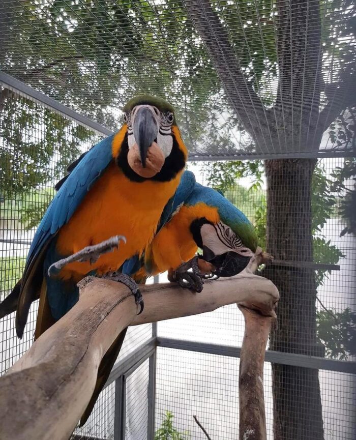 Blue and Gold Macaw