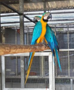 Blue and Gold Macaw