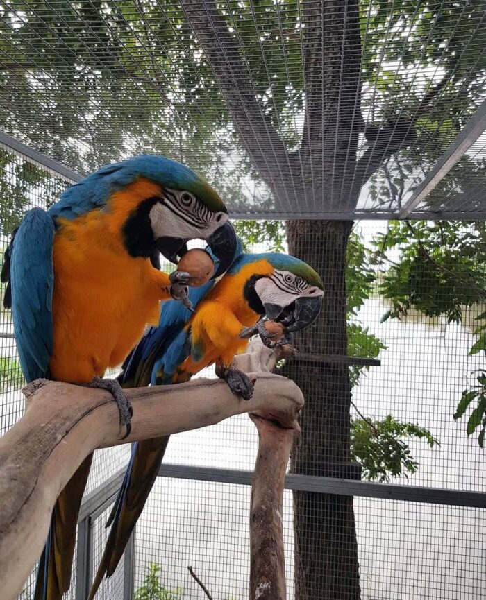 Blue and Gold Macaw