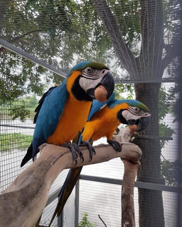 Blue and Gold Macaw