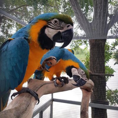 Blue and Gold Macaw