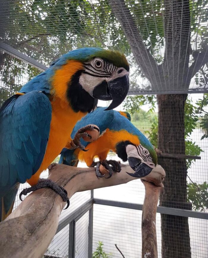 Blue and Gold Macaw