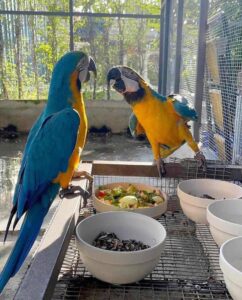 Blue and Gold Macaw