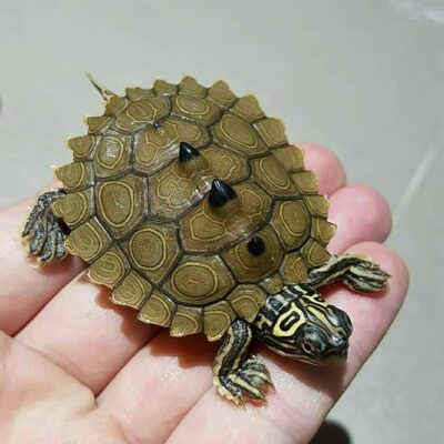 Black Knobbed Map Turtle