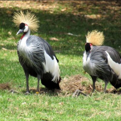 African Crowned Crane