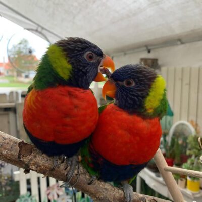 Eclectus Parrot for Sale