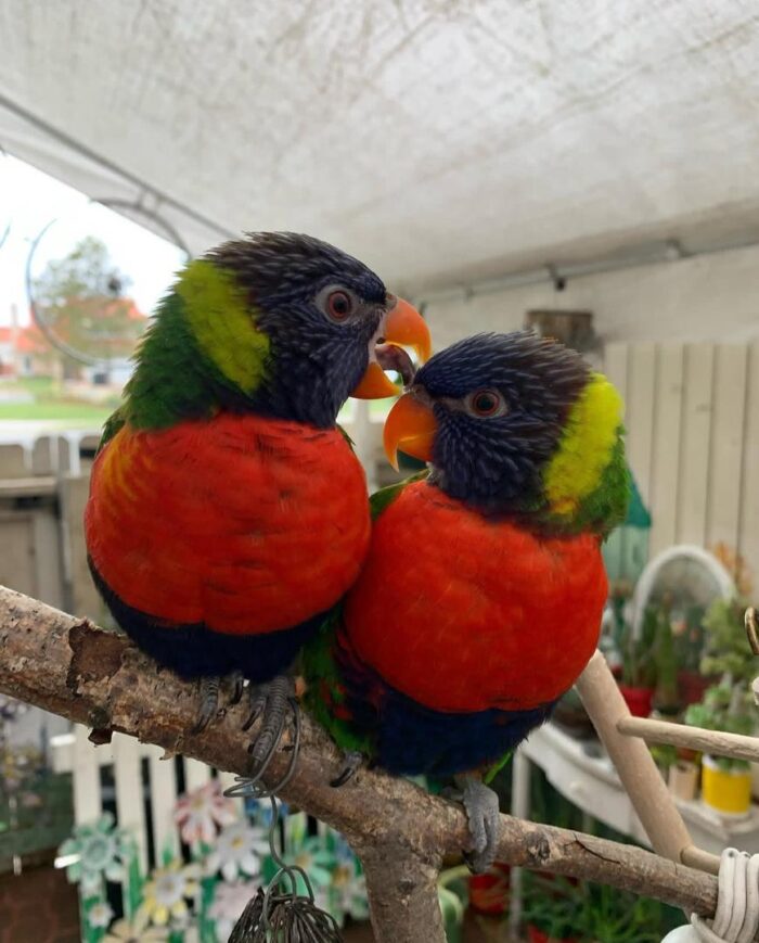 Eclectus Parrot for Sale