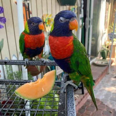 Eclectus Parrot For sale