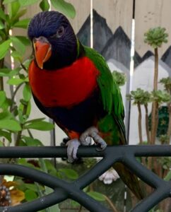 Eclectus Parrot for Sale