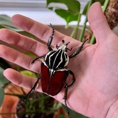 Goliathus Goliatus for Sale