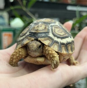 Leopard Tortoise