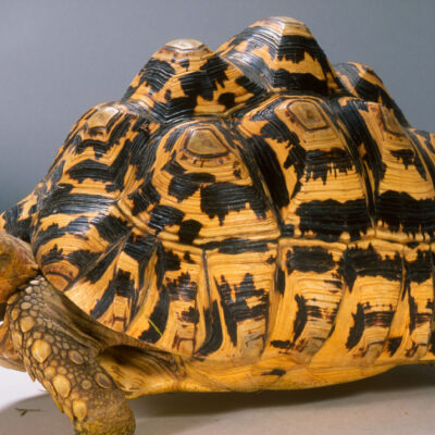 Leopard Tortoise