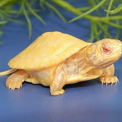 Leubino Red-Eared Slider Turtle