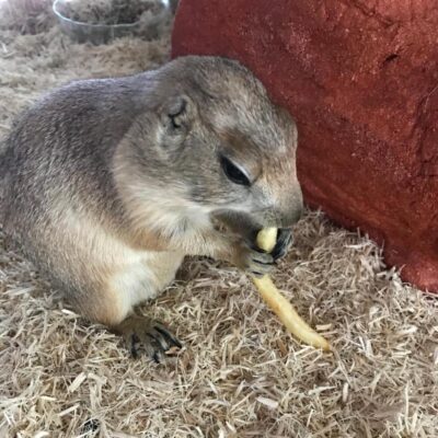 Prairie Dog for sale