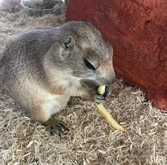 Prairie Dog for sale